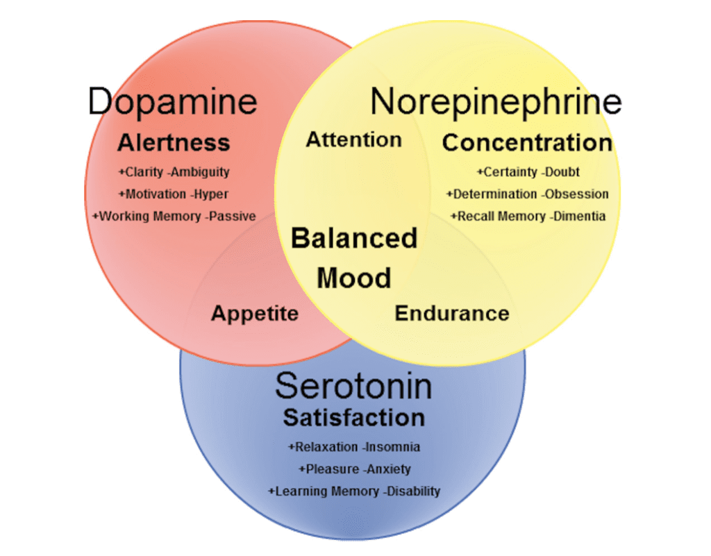 ADHD affects the presence of dopamine and norepinephrine.