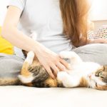 Pregnant woman petting a cat