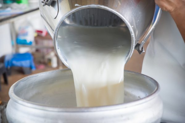 Raw milk being poured into a bucket