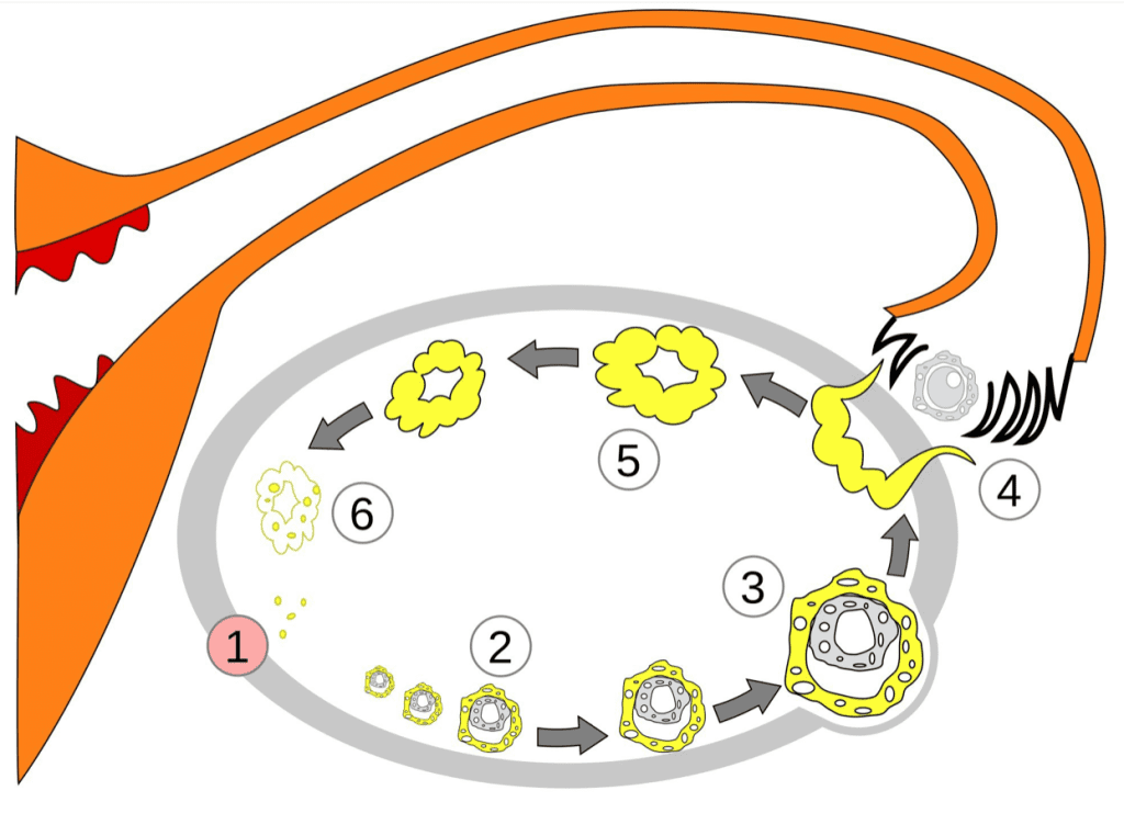 The ovary changes over the menstrual cycle. In this image, 1 is menstruation; 2–3 are the maturing of the follicle; 4 is ovulation; and 5–6 are the growth and deterioration of the corpus luteum. Shazz/Wikimedia Commons, CC BY-SA