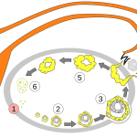 The ovary changes over the menstrual cycle. In this image, 1 is menstruation; 2–3 are the maturing of the follicle; 4 is ovulation; and 5–6 are the growth and deterioration of the corpus luteum. Shazz/Wikimedia Commons, CC BY-SA