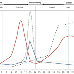 Chart showing out hormone levels change throughout the menstrual cycle.