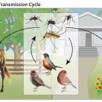 West Nile virus transmission cycle