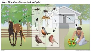 West Nile virus transmission cycle