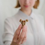 Dry,Psilocybin,Mushrooms